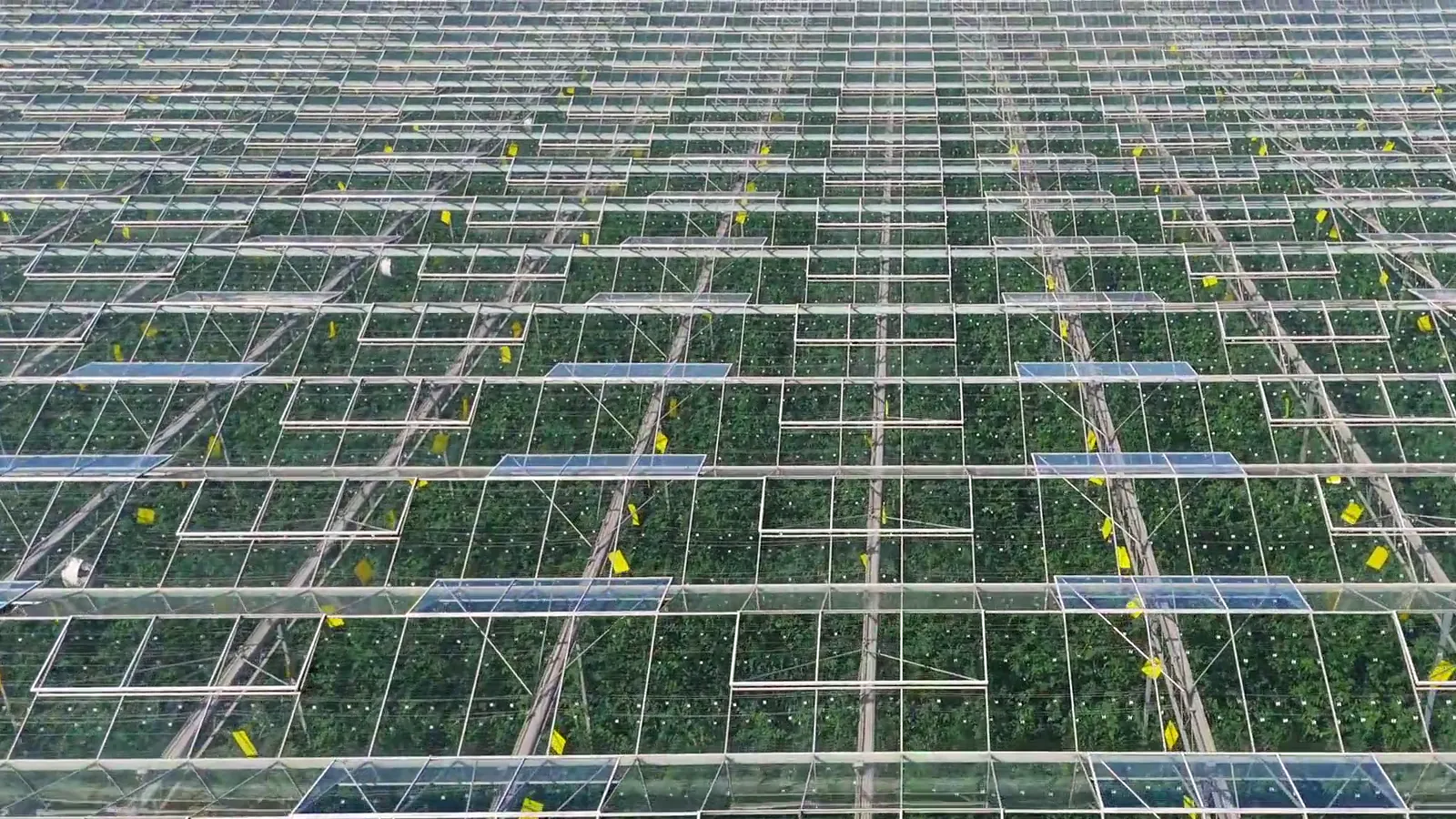 Rows of crops under the Policella Farms greenhouse glass