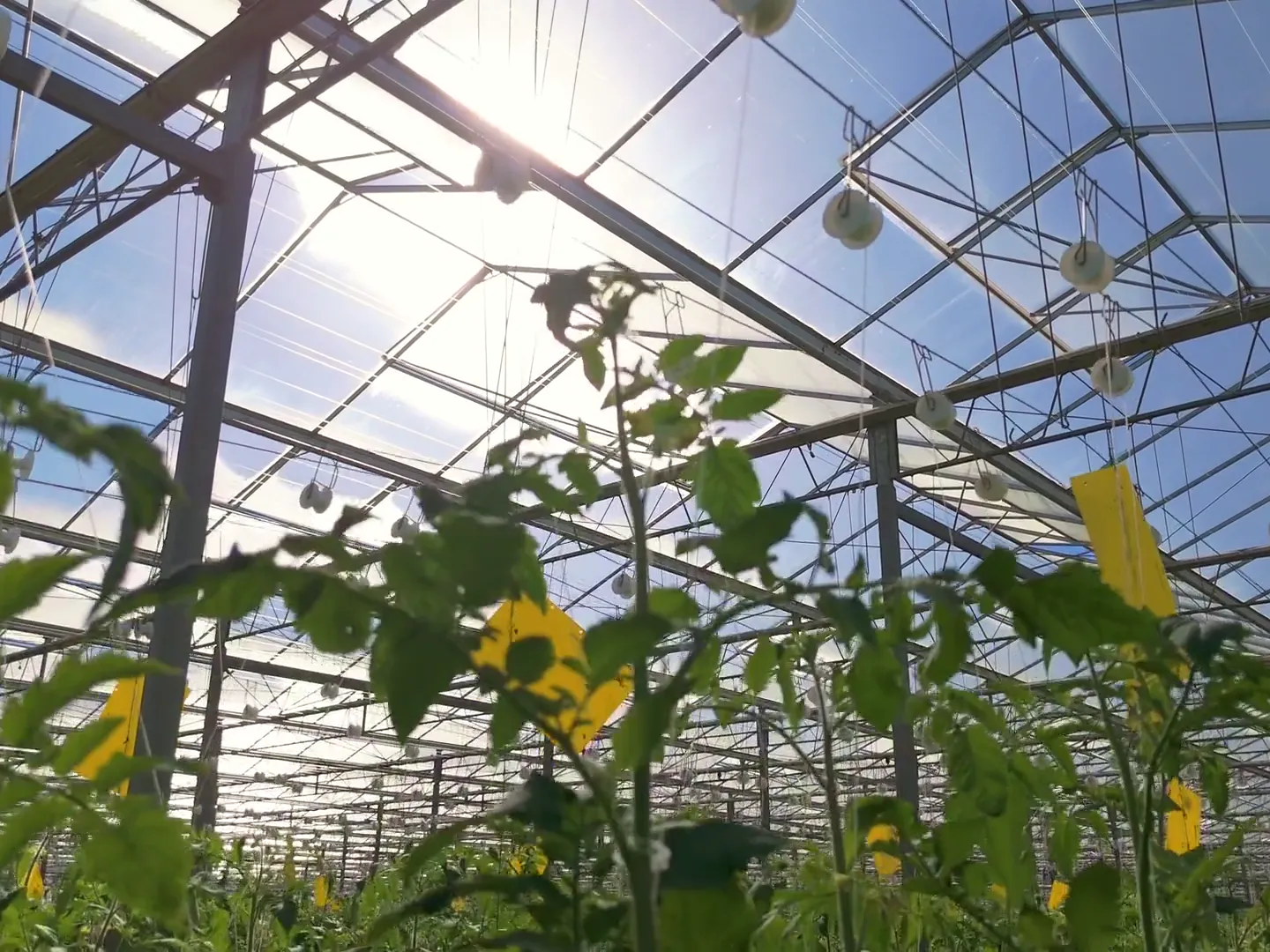 Sunlight through the greenhouse glass roof above the crop