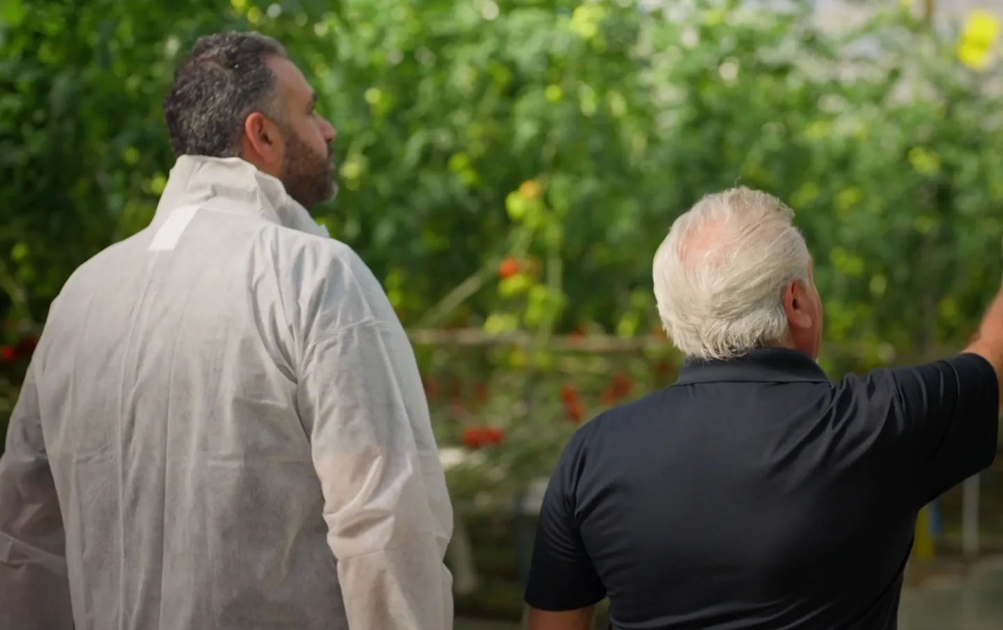 Inside the Policella Farms greenhouse