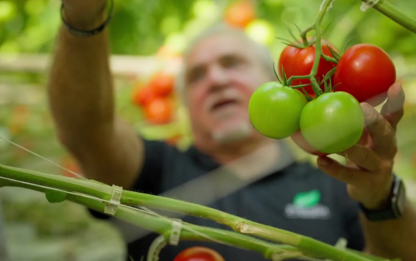 A grower inspecting a truss of ripening tomatoes