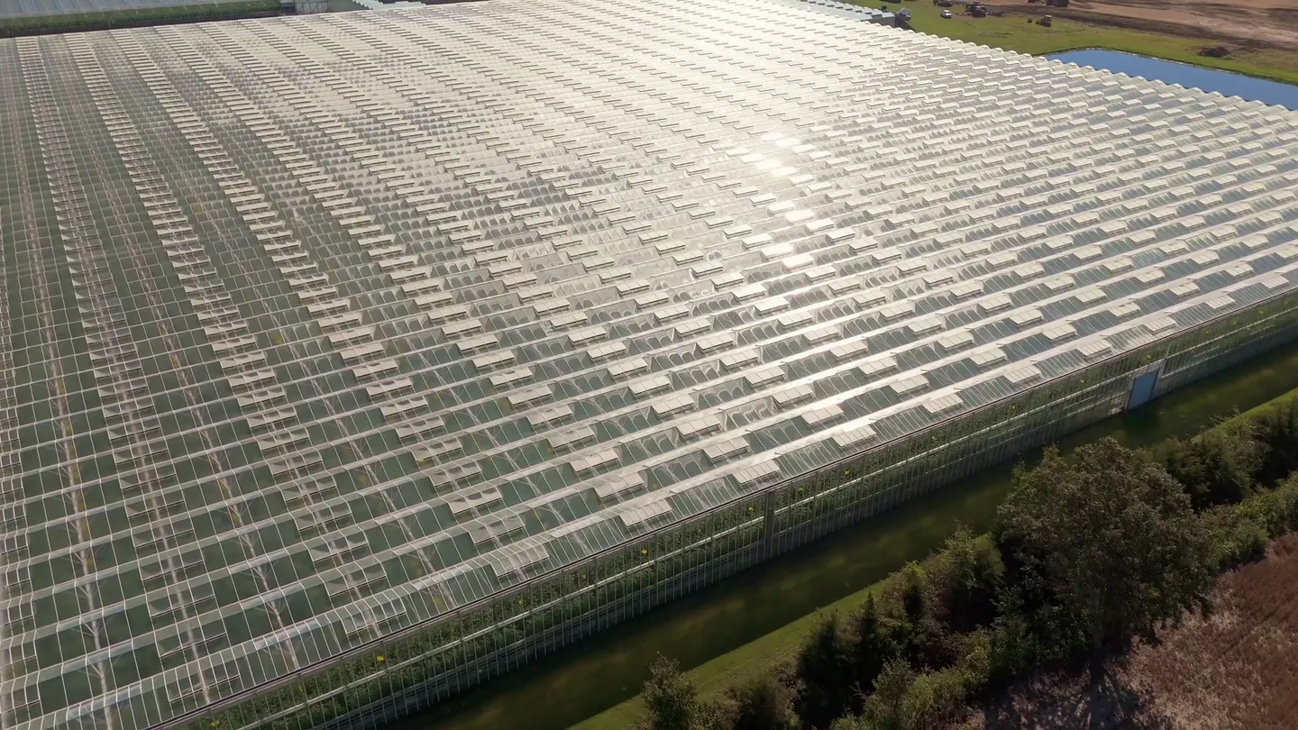 Sunlight across the Policella Farms greenhouse roof